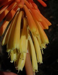 Kniphofia stricta
