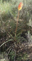 Kniphofia stricta