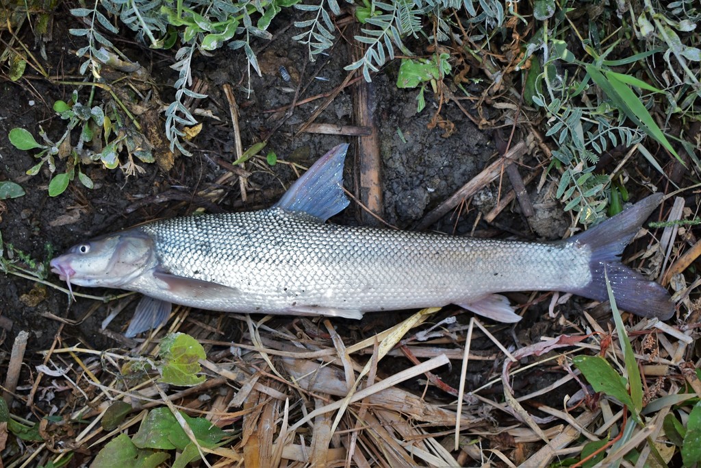 Aral Barbel