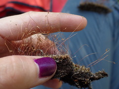 Ptychostomum creberrimum