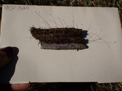Ptychostomum creberrimum