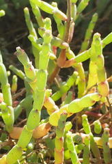 Salicornia littorea