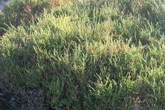 Salicornia littorea
