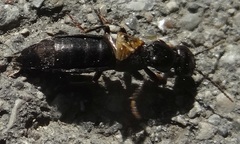 Ocypus nitens