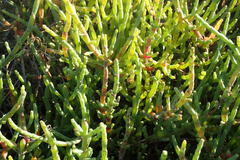 Salicornia littorea