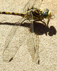 Ceratogomphus triceraticus