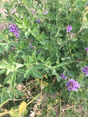 Medicago sativa