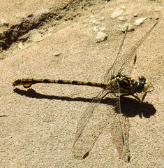 Ceratogomphus triceraticus