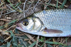 Leuciscus idus