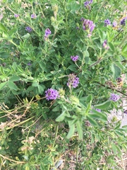Medicago sativa