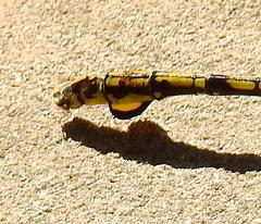 Ceratogomphus triceraticus