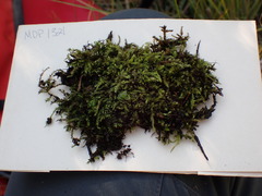 Brachythecium frigidum