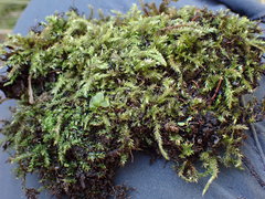 Brachythecium frigidum