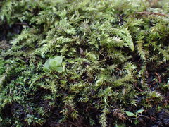 Brachythecium frigidum