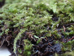 Brachythecium frigidum