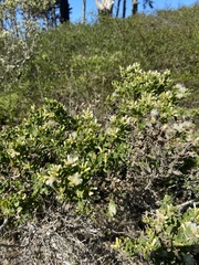 Baccharis pilularis consanguinea