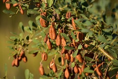 Halimodendron halodendron