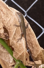 Anolis carolinensis