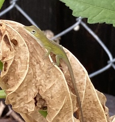 Anolis carolinensis