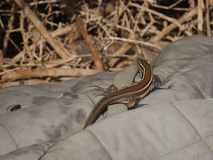 Gallotia caesaris gomerae