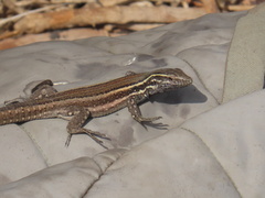 Gallotia caesaris gomerae