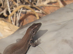 Gallotia caesaris gomerae