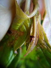 Oropterus coniger