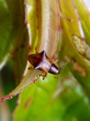 Oropterus coniger