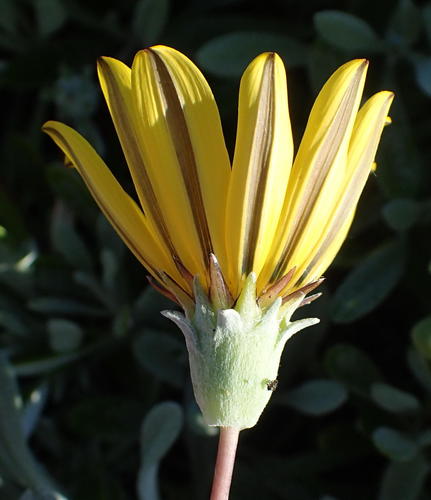 Gazania rigens
