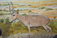 Saiga tatarica
