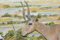 Saiga tatarica