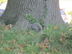 Sciurus carolinensis