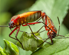 Dysdercus ruficollis