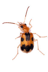 Brachinus nobilis