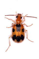 Brachinus nobilis