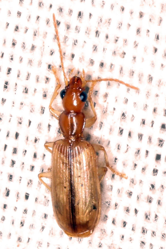 Peliocypadina
