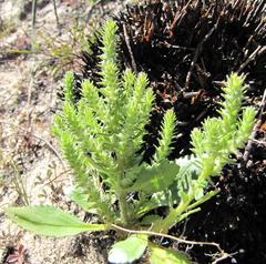 Chenopodiopsis hirta