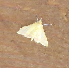 Pyrausta pseudonythesalis