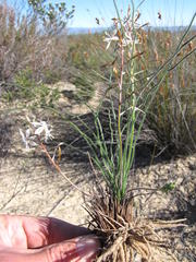 Trachyandra gracilenta