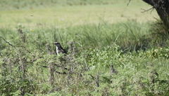 Mimus saturninus