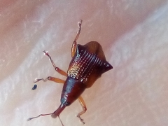 Oropterus coniger