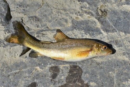 Common marinka (Schizothorax curvifrons) — Cyprinidae — 5