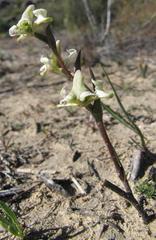 Disperis circumflexa aemula