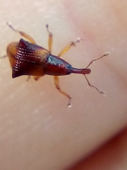 Oropterus coniger