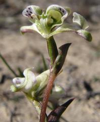 Disperis circumflexa aemula