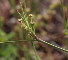 Centella macrocarpa macrocarpa
