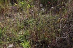 Centella macrocarpa macrocarpa