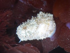 Diodorinae