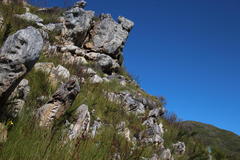 Oldenburgia paradoxa