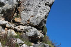 Oldenburgia paradoxa